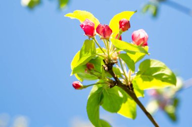 Elma ağaçlarının taze taze bahar dalları, elma ağacı çiçek açıyor, taze pembe tomurcuklar.