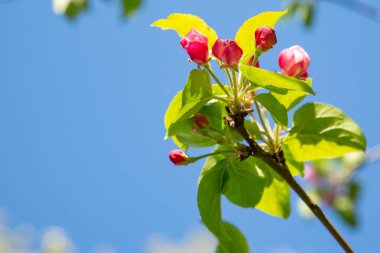 Elma ağaçlarının taze taze bahar dalları, elma ağacı çiçek açıyor, taze pembe tomurcuklar.