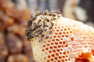 Arı kovanında ev yapımı bal