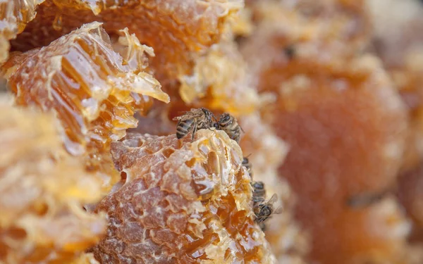 Hemlagad Honung Honungskakor Bikupan — Stockfoto