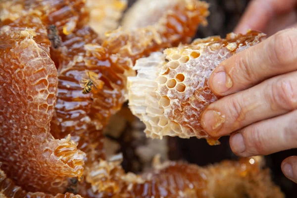 Homemade Honey Honeycombs Apiar — Stock Photo, Image