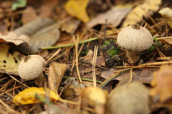 Группа красивых, но ядовитых грибов в лесу — стоковое фото