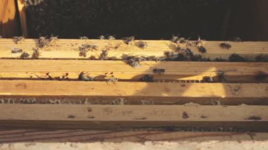 Arı kovanı kaynıyor