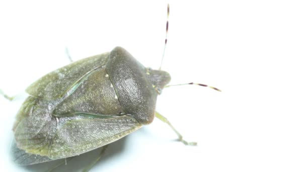 甲虫在背景上 — 图库视频影像