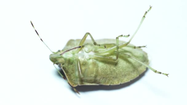 Beetle på bakgrund — Stockvideo