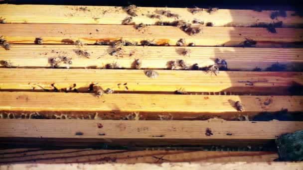 Les abeilles grouillent autour d'une ruche — Video