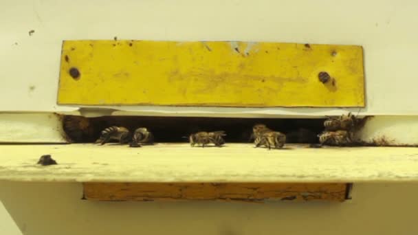 Las abejas están pululando alrededor de una colmena — Vídeos de Stock