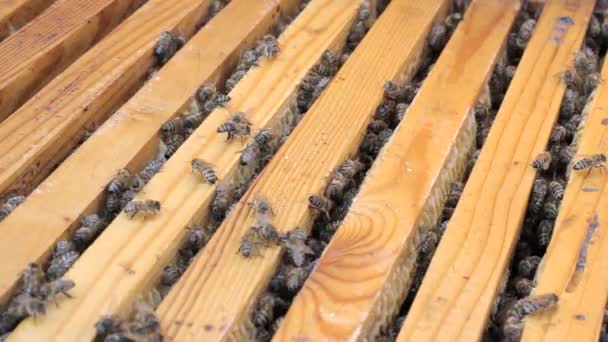 Bienen schwärmen um einen Bienenstock — Stockvideo