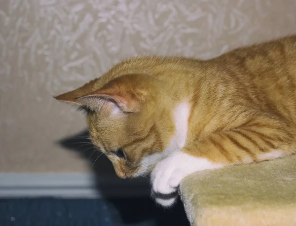 Червоний кіт лежить на своєму місці — стокове фото