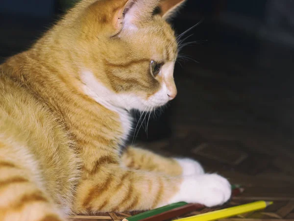 Red cat lies on its place — Stock Photo, Image