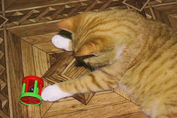 Червоний кіт лежить на своєму місці — стокове фото