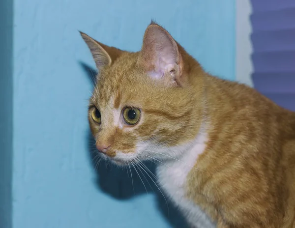 Rode kat ligt op zijn plaats — Stockfoto