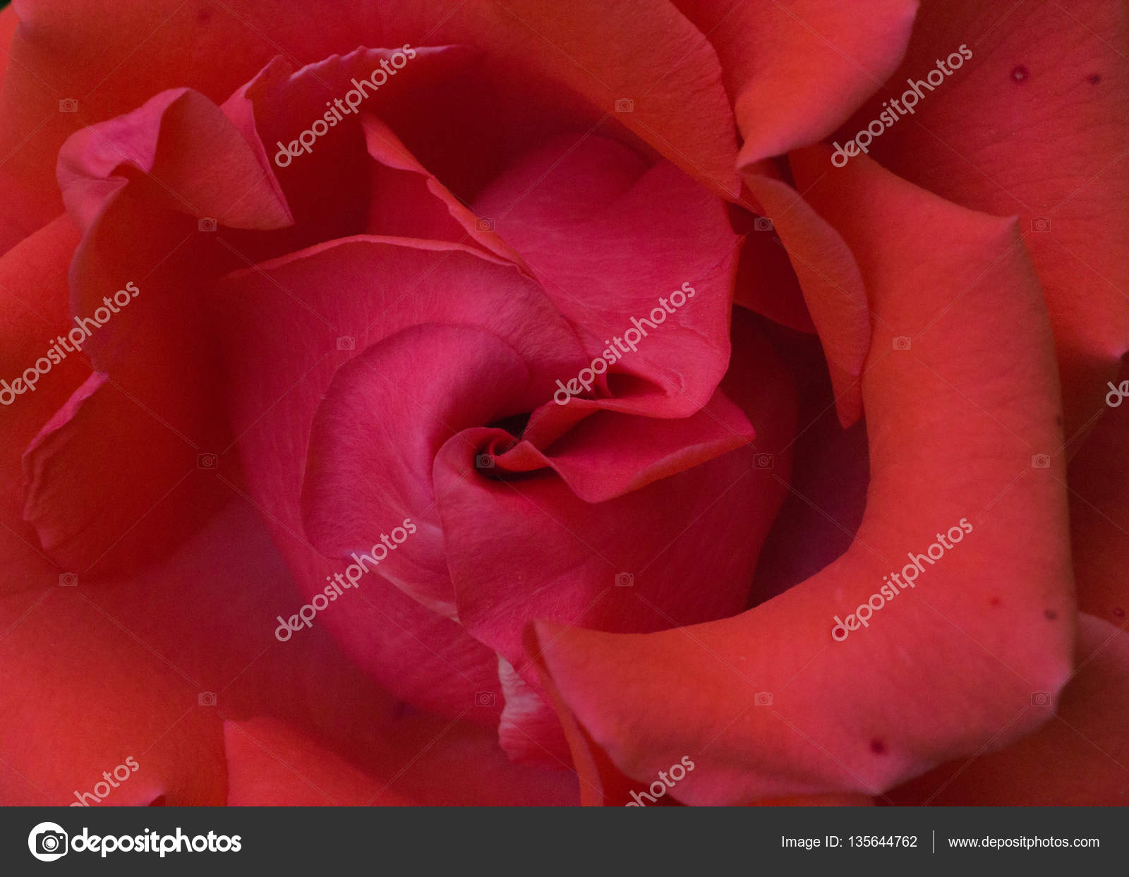 Belle Fleur Saint Valentin Photographie Greenmf 135644762