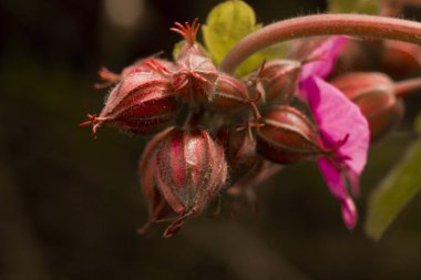 Güzel çiçek Sevgililer günü