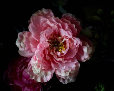 Güzel çiçek Sevgililer günü