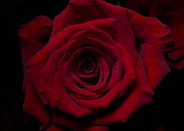 Güzel çiçek Sevgililer günü