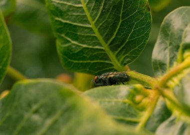 Doğal alanda güzel böcekler