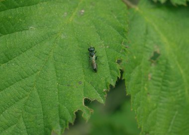 Doğal alanda güzel böcekler