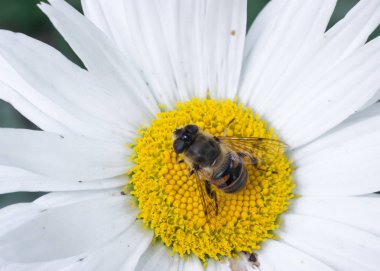 Doğal alanda güzel böcekler