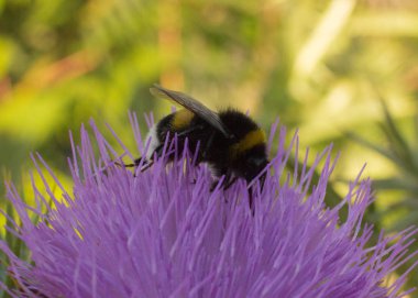 Doğal alanda güzel böcekler
