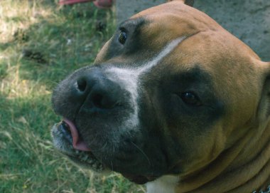 Büyük köpek, açık