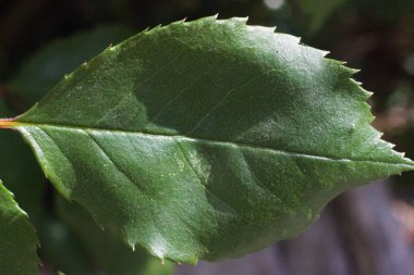 Güzel çiçek, makro