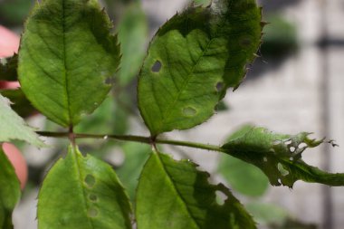 Güzel çiçek, makro