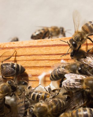 Doğal alanda güzel böcekler