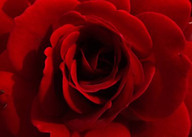 Güzel çiçek, makro