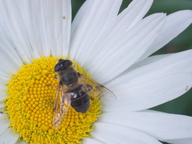 Doğal alanda güzel böcekler
