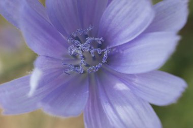 Güzel çiçek, makro