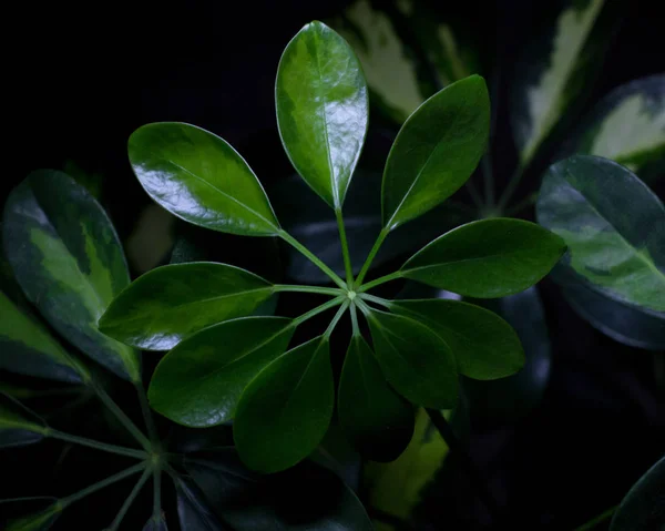 Güzel çiçek Sevgililer günü