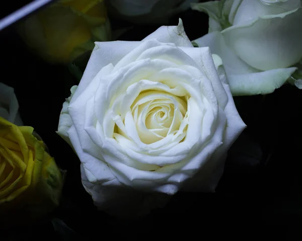 Bellissimo fiore San Valentino — Foto Stock