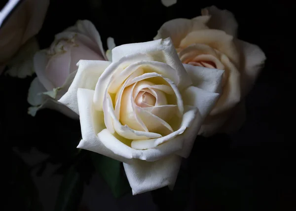 Güzel çiçek Sevgililer günü