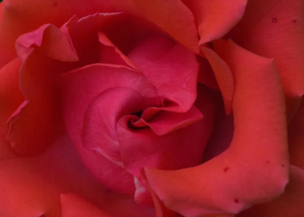 Güzel çiçek Sevgililer günü