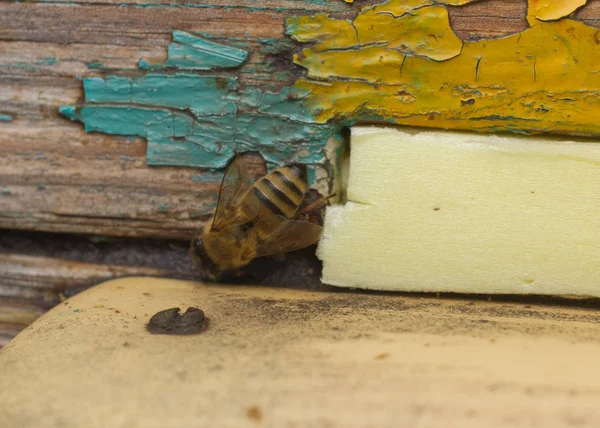 Pszczoły w letni dzień — Zdjęcie stockowe