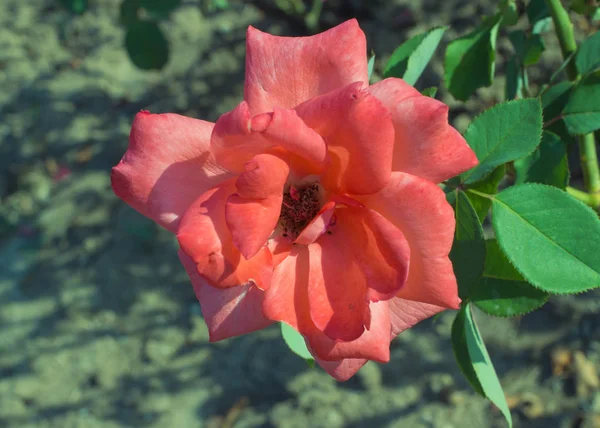 Piękny kwiat Walentynki — Zdjęcie stockowe