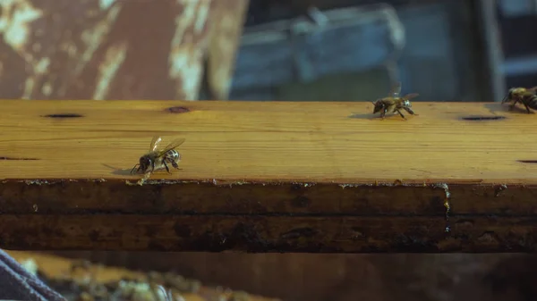 Μέλισσες σε μέρα του καλοκαιριού — Φωτογραφία Αρχείου