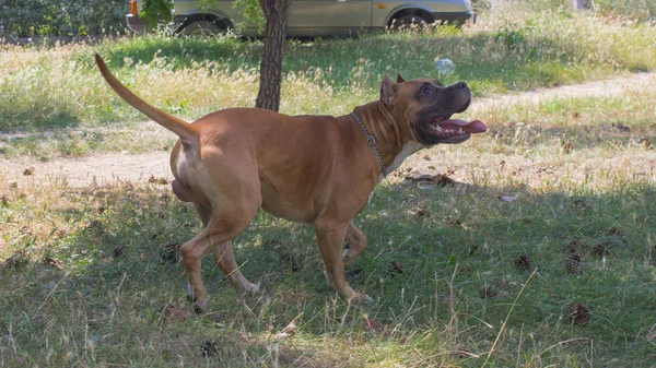 Gros chien, extérieur — Photo