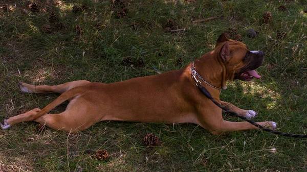 큰 개, 야외 — 스톡 사진