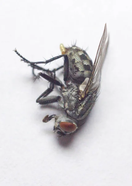 Doğal alanda güzel böcekler