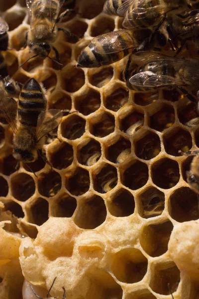 Doğal alanda güzel böcekler