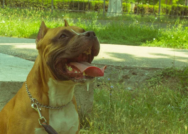 Большая собака, открытая — стоковое фото