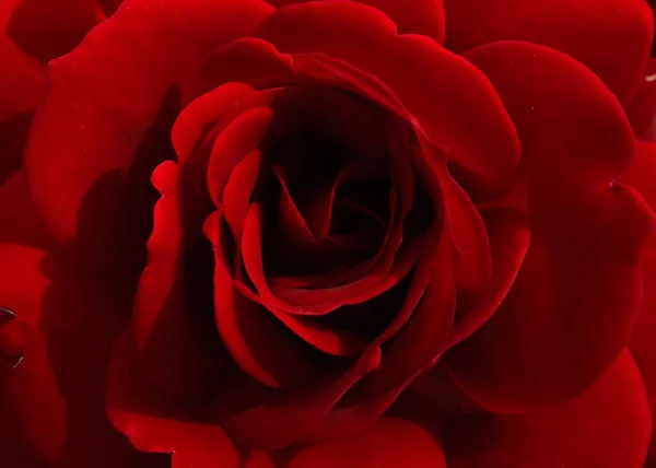 Güzel çiçek, makro