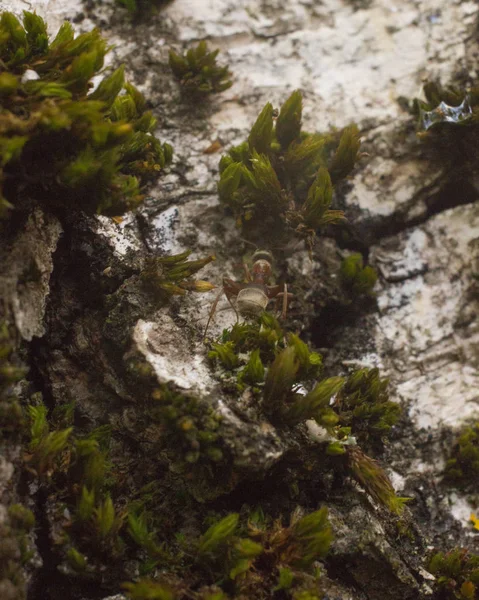 Doğal alanda güzel böcekler