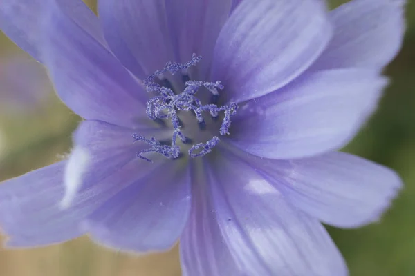 Hermosa flor, macro — Foto de Stock