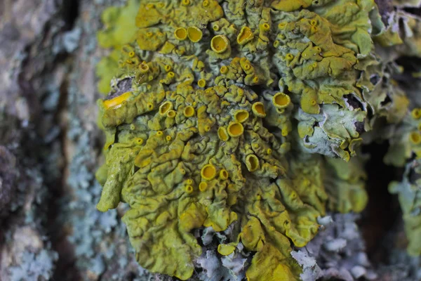 Doğal alanda güzel böcekler