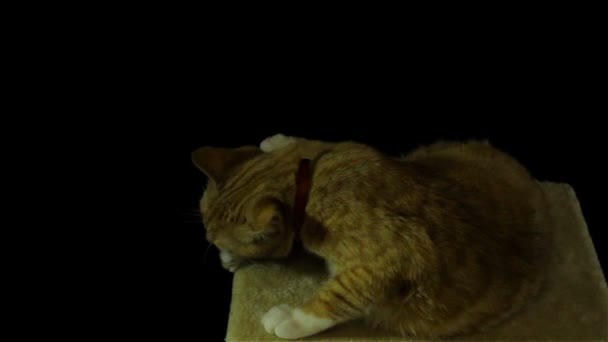 Hermosa e inteligente casa gato rojo — Vídeo de stock