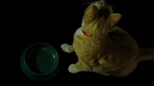 Linda e inteligente casa gato vermelho — Vídeo de Stock