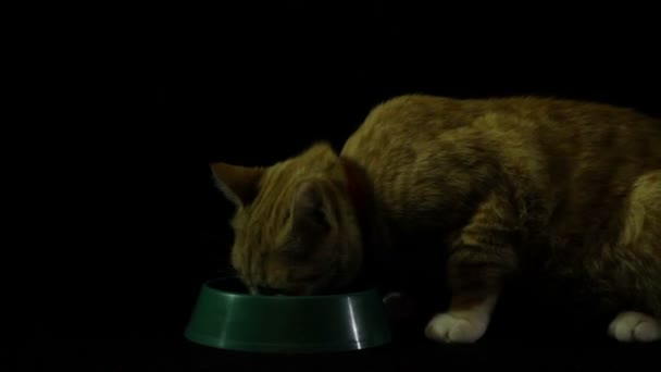 Hermosa e inteligente casa gato rojo — Vídeo de stock